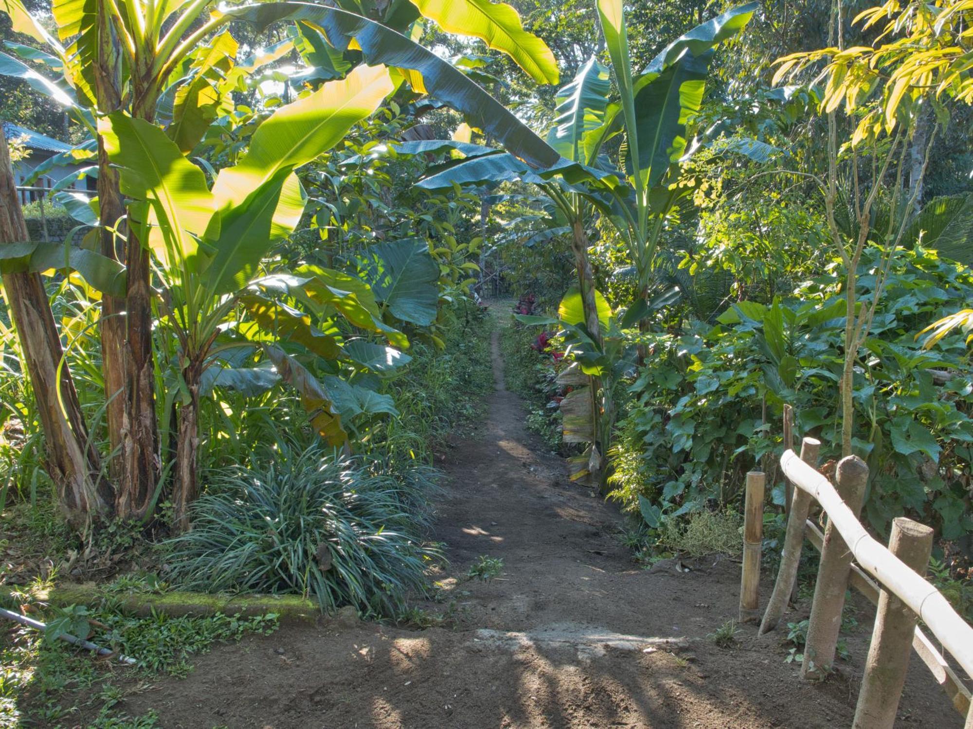 Tereng Wilis Jungle Inn Tetebatu Exterior photo